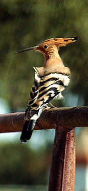 hoopoe in garden